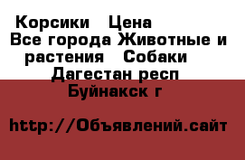 Корсики › Цена ­ 15 000 - Все города Животные и растения » Собаки   . Дагестан респ.,Буйнакск г.